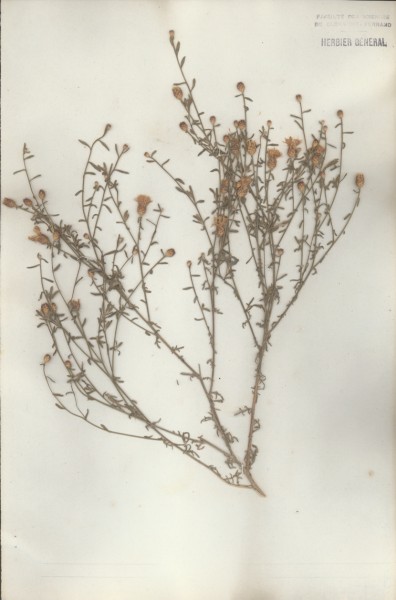 Centaurea paniculata  CLF050515