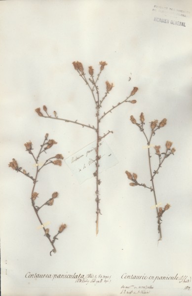 Centaurea paniculata CLF050515