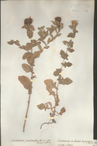 Centaurea pectinata