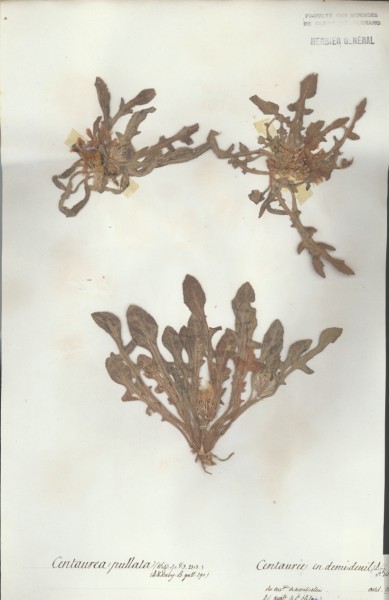 Centaurea pullata CLF050549