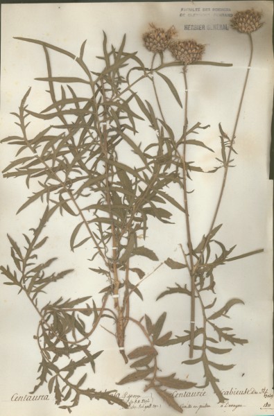 Centaurea scabiosa CLf050567