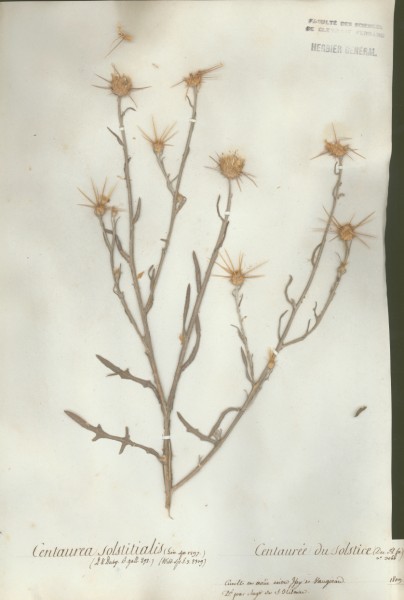Centaurea solstitialis CLF050586
