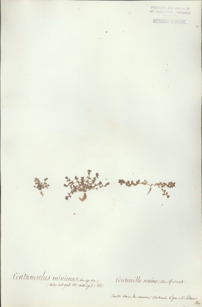 Centunculus minimus