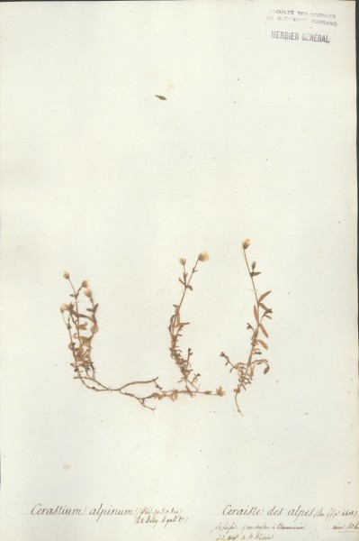 Cerastium alpinum CLF019250