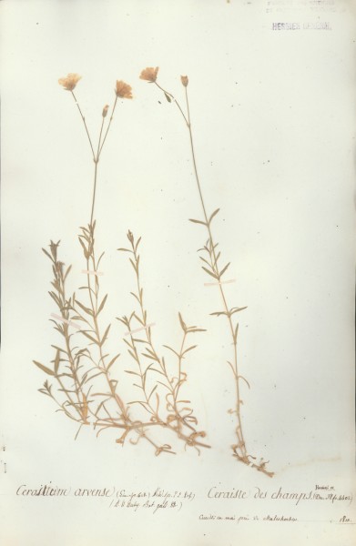 Cerastium arvense CLF019272