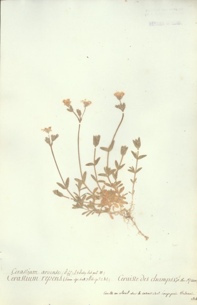 Cerastium arvense CLF019273