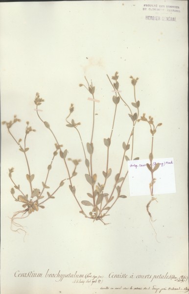 Cerastium brachypetalum CLF019293