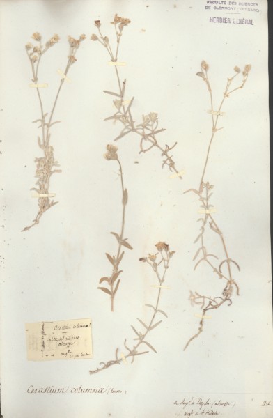 Cerastium columnae CLF019408