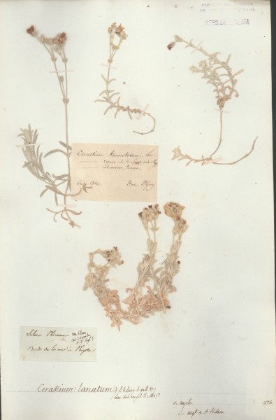 Cerastium lanatum CLF019409