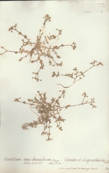 Cerastium semi decandrum CLF019392