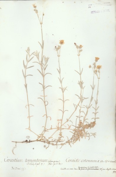 Cerastium tomentosum CLF019410