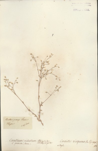 Cerastium viscosum CLF019346