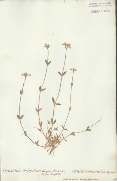 Cerastium vulgatum CLF019428