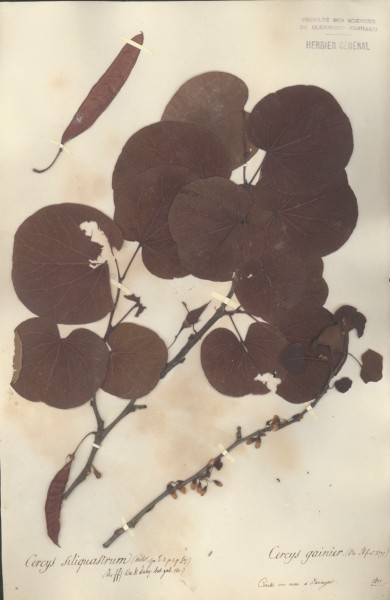 Cercys siliquastrum CLF032880