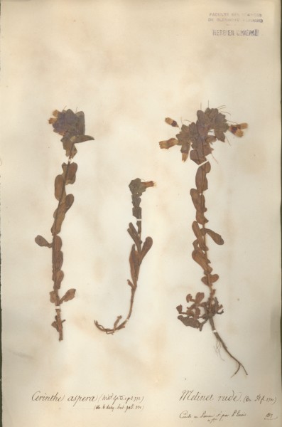 Cerinthe aspera CLF065261