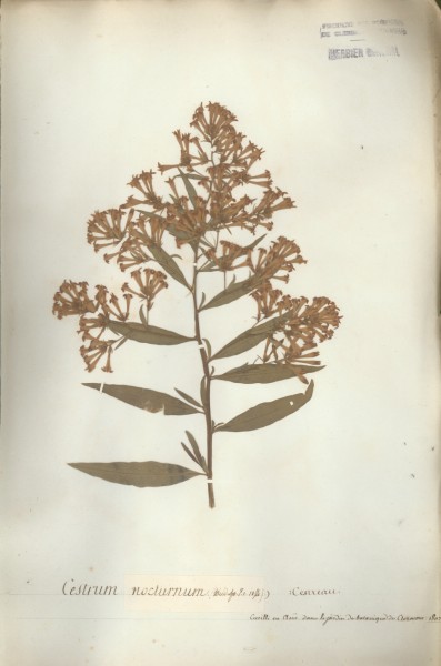 Cestrum nocturnum CLF065891