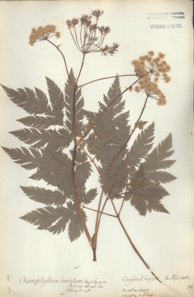 Chaerophyllum hirsutum CLF 040755