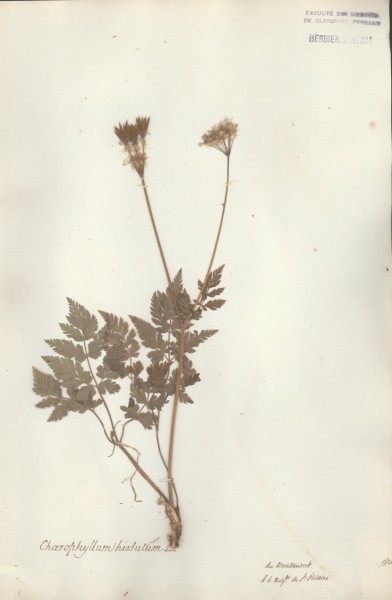 Chaerophyllum hirsutum CLF040756