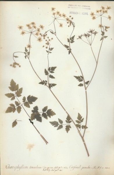 Chaerophyllum temulum CLF040779