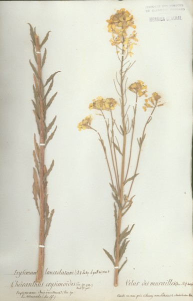 Cheiranthus erysimoides CLF014333