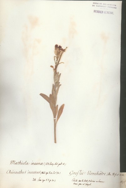 Cheiranthus incanus CLF009867