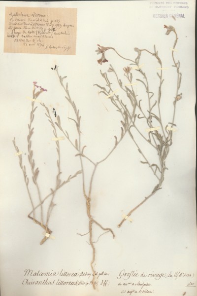 Cheiranthus littoreus CLF014150