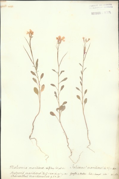 Cheirantus maritimus CLF014152