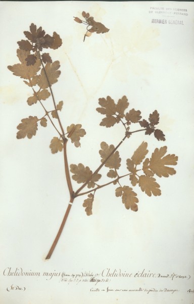 Chelidonium majus