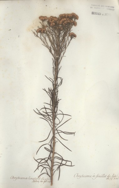 Chrysocoma linosyris CLF045589