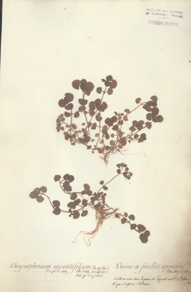 Chrysosplenium oppositifolium CLF035332
