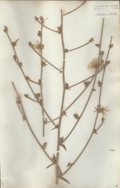 Cichorium intybus  CLF050900