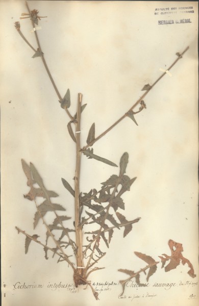 Cichorium intybus CLF050900