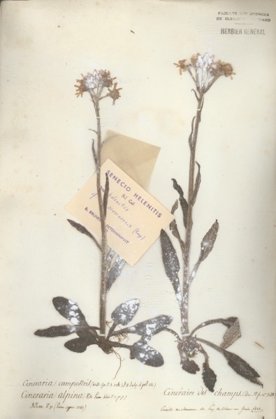 Cineraria alpina CLF048967