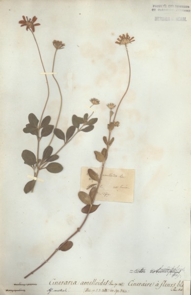 Cineraria amelloides CLF045669