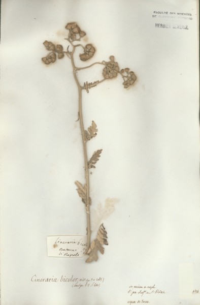 Cineraria bicolor CLF048662