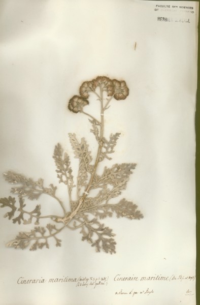 Cineraria maritima CLF048663