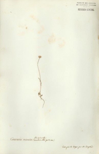 Cineraria minuta CLF048846