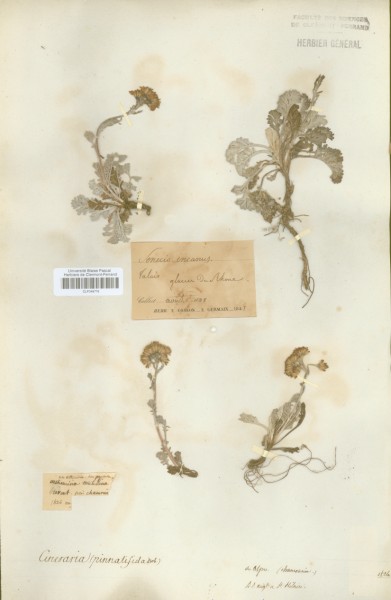 Cineraria pinnatifida CLF048777