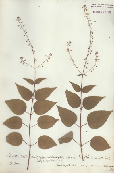 Circaea lutetiana CLF038039