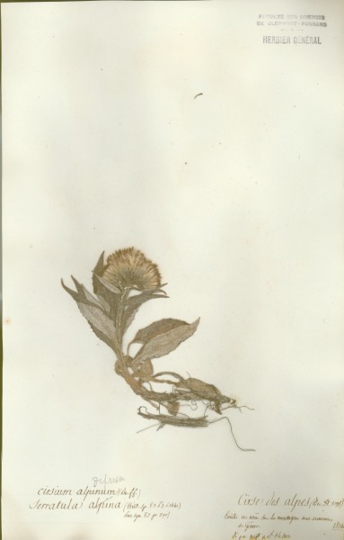 Cirsium alpinum CLF050094