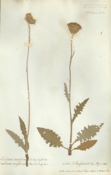 Cirsium anglicum CLF049908