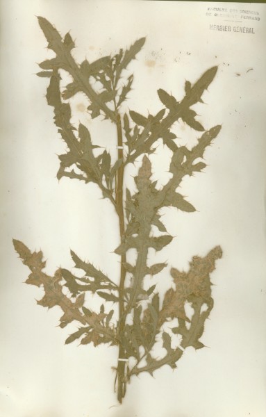 Cirsium arvensis  CLF049779