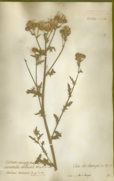 Cirsium arvensis CLF049779