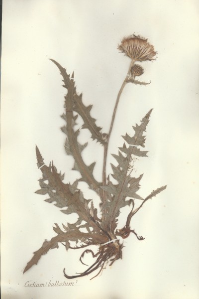 Cirsium bulbosum  CLF049900