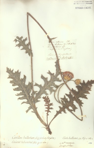 Cirsium bulbosum CLF049900