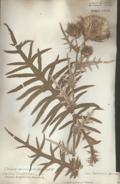 Cirsium eriophorum CLF049799