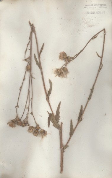 Cirsium monspessulanus  CLF049846