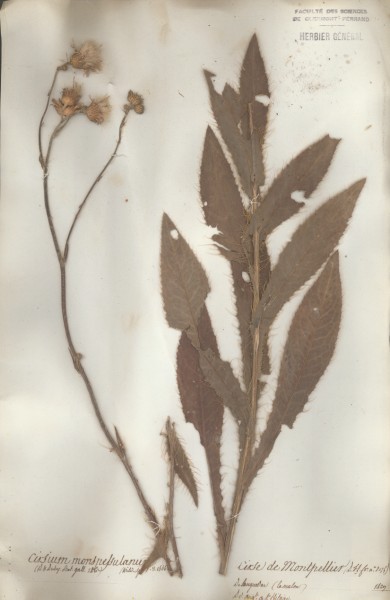 Cirsium monspessulanus CLF049846