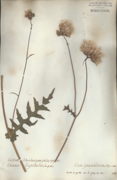 Cirsium ochroleucon CLF049810