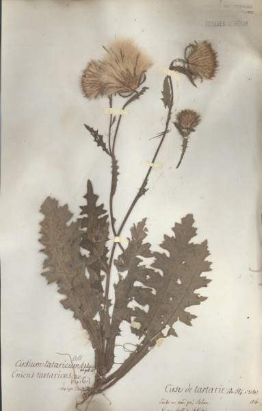 Cirsium tartaricum CLF049975